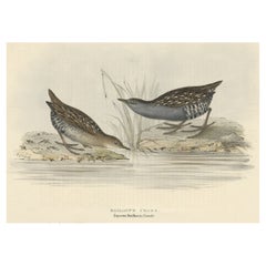 Antique Bird Print of the Baillon's Crake by Gould, 1832