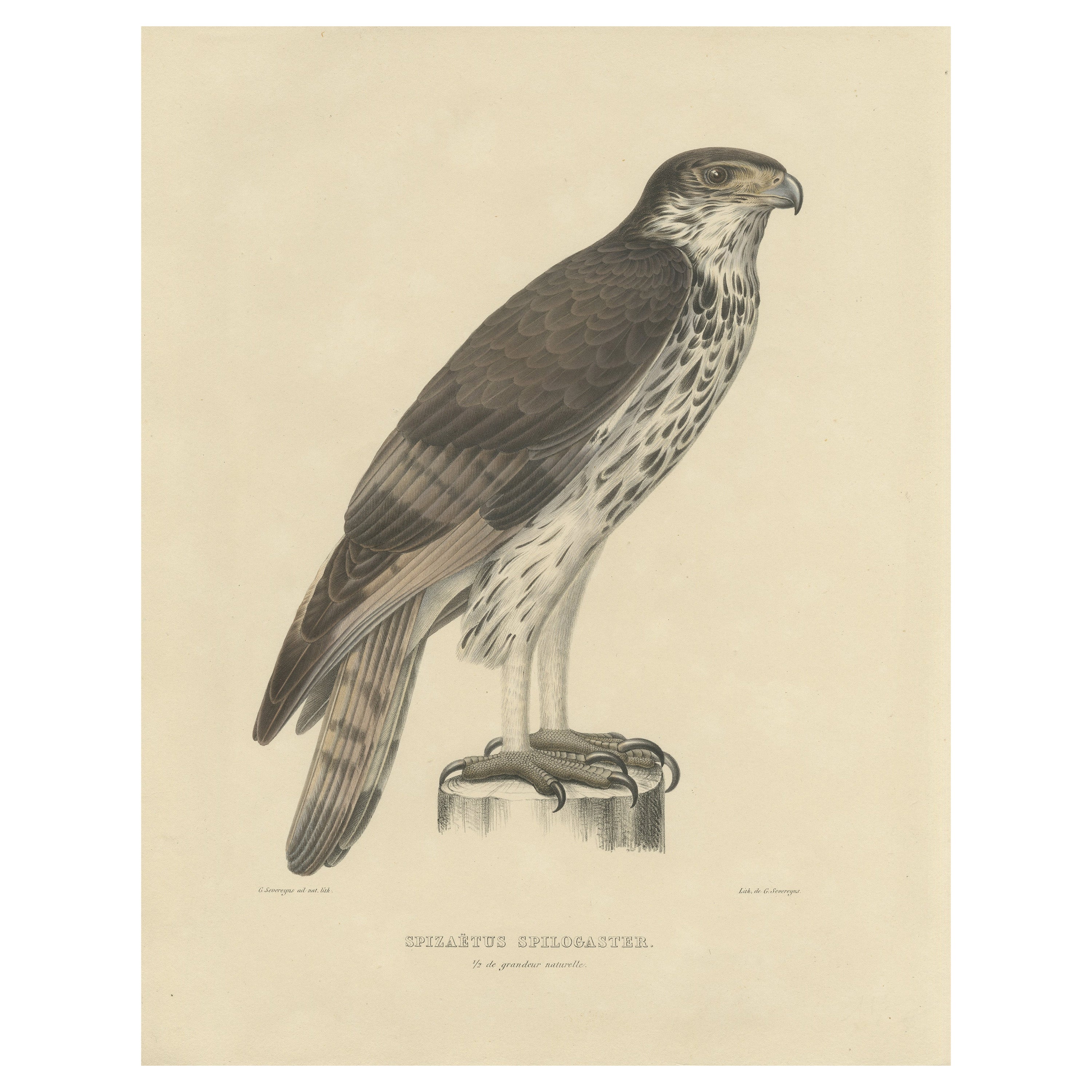 Impression oiseau ancienne de l'aigle africain, vers 1850 en vente