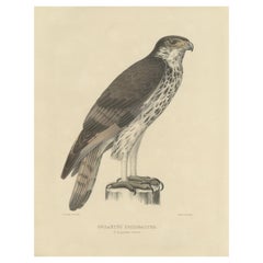 Antique Bird Print of the African Hawk-Eagle by Severeyns, C.1850