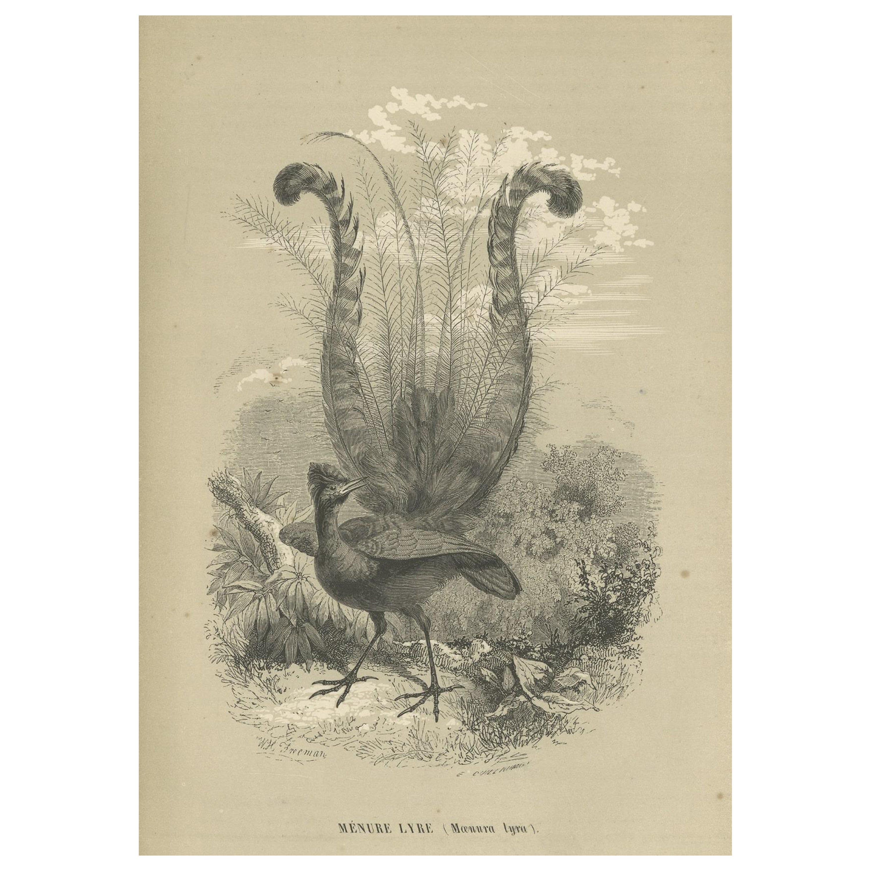 Antique Print of a Famous Australian Native Bird Named The Lyrebird, 1853 For Sale
