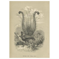 Antique Print of a Famous Australian Native Bird Named The Lyrebird, 1853