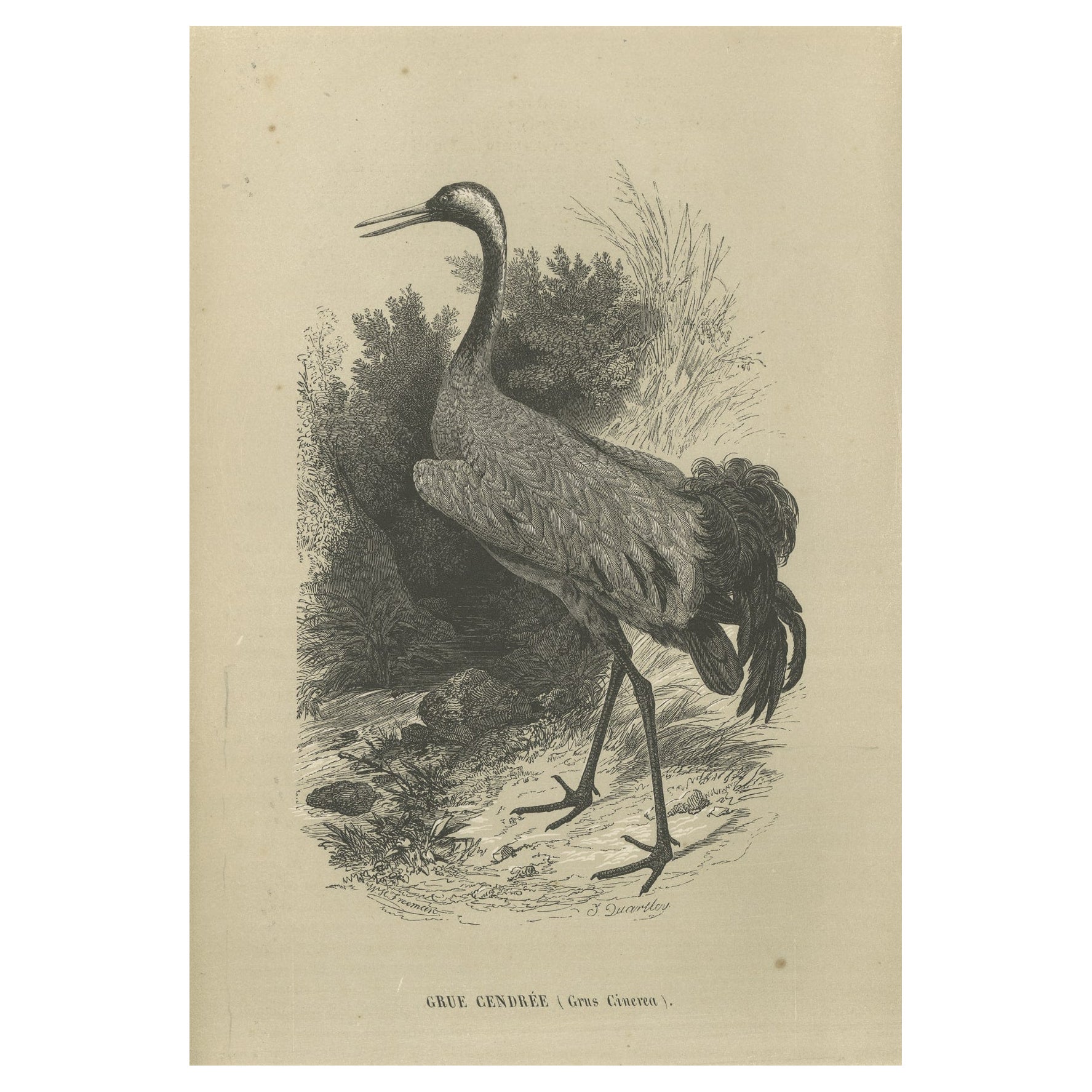 GORAT6909 1 Large Matte Gold Ox Crane Bird Plaque Stamping 