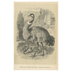 Antique Bird Print of an Australian Emu, 1853