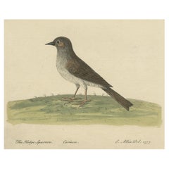 Impression oiseau ancienne du Dunnock ou de la moissonneuse, vers 1738