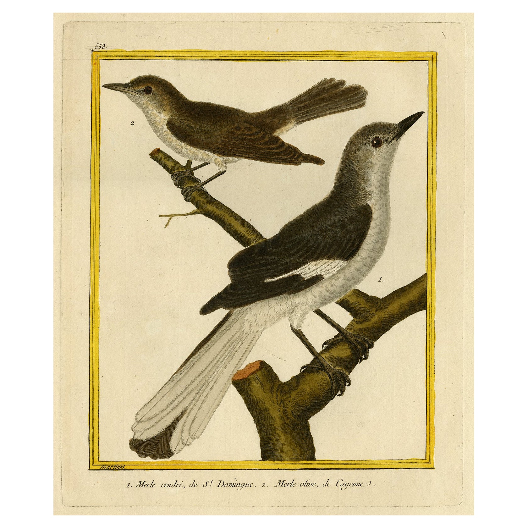 Antique Hand-Colored Bird Print of Blackbirds from St. Domingo and Cayenne, 1770 For Sale