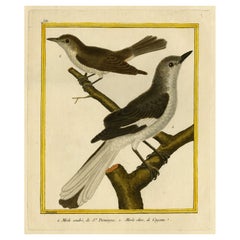 Impression oiseaux antique colorée à la main d'oiseaux noirs de Saint-Domingue et de Cayenne, 1770