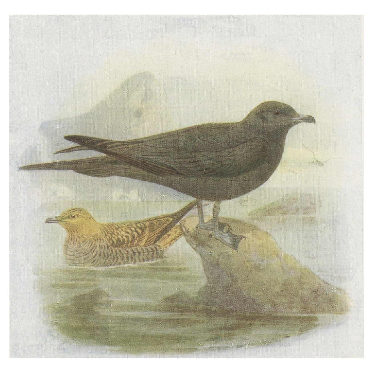 Antique Bird Print of Richardson's Skua, 1907