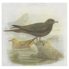 Stampa antica di uccelli di Richardson Skua, 1907