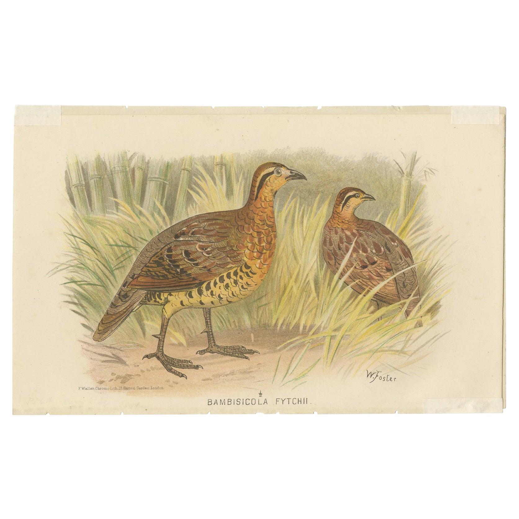 Antique Bird Print of The Western Bamboo Partridge, 1879