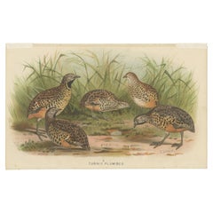 Antique Bird Print of the Indo-Malayan Bustard-Quail, 1879