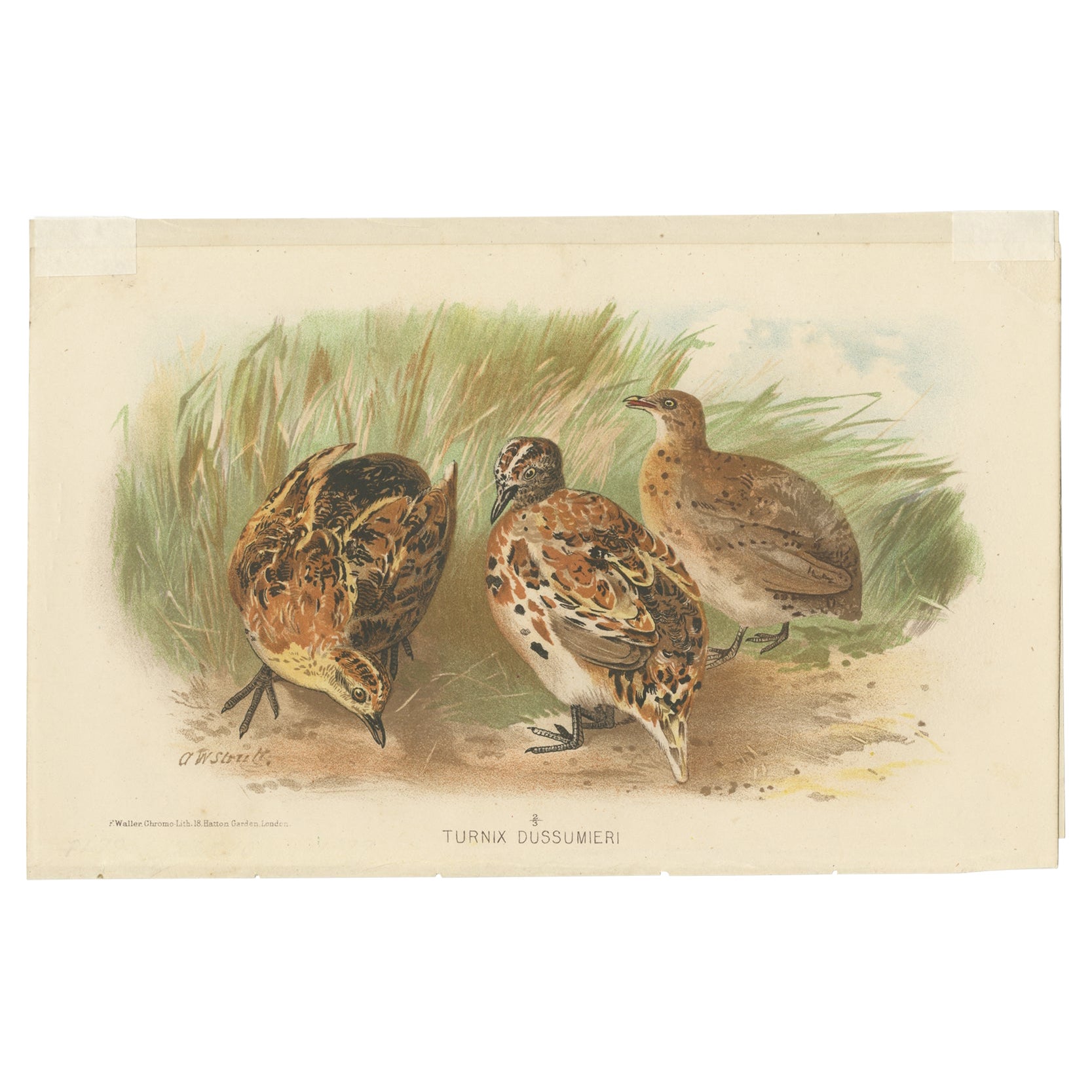 Antique Bird Print of the Little Button Quail by Hume & Marshall, 1879 For Sale