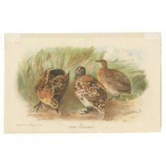 Antique Bird Print of the Little Button Quail by Hume & Marshall, 1879