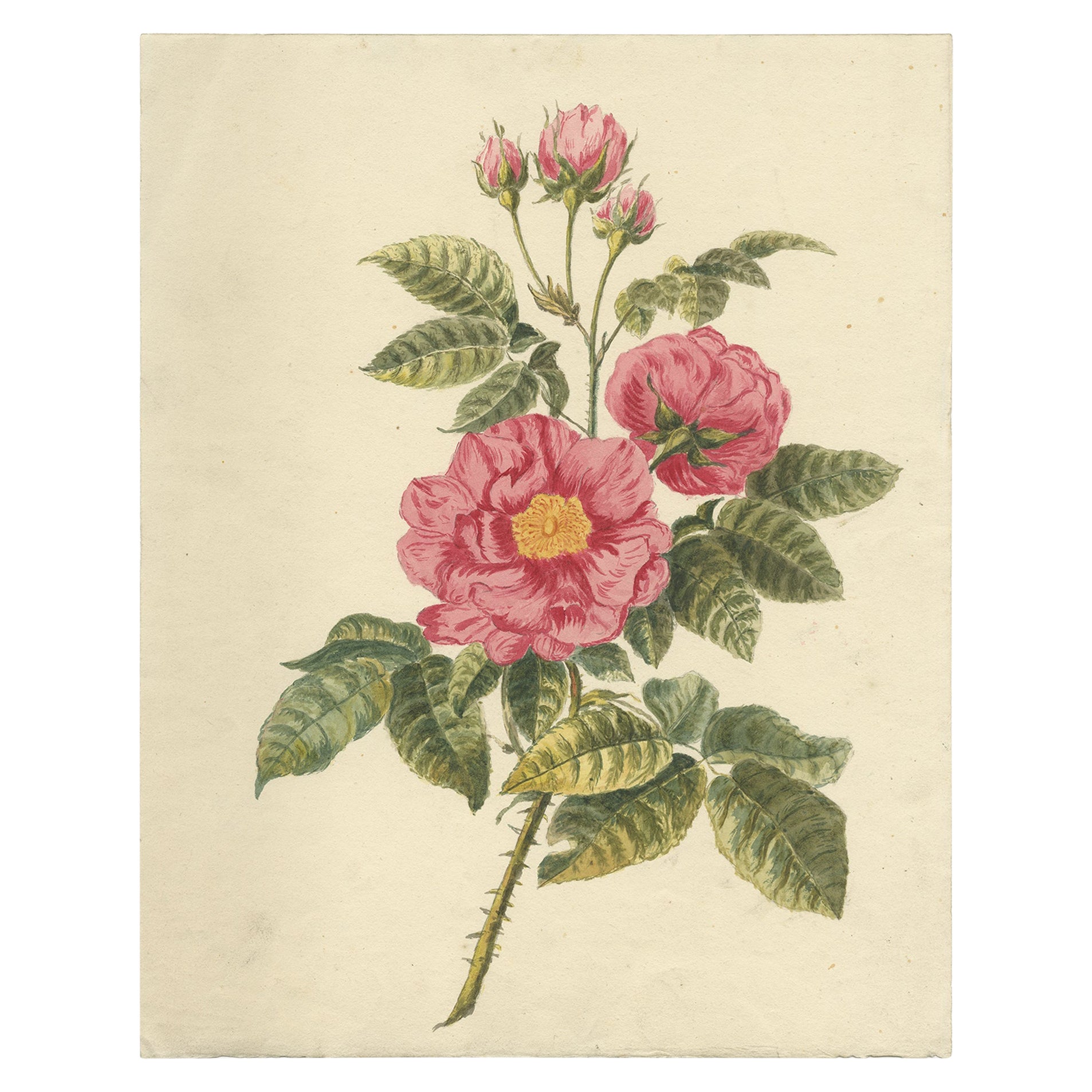 Beautiful Watercolored Work of Roses of an Unknown Artist, c1880 For Sale