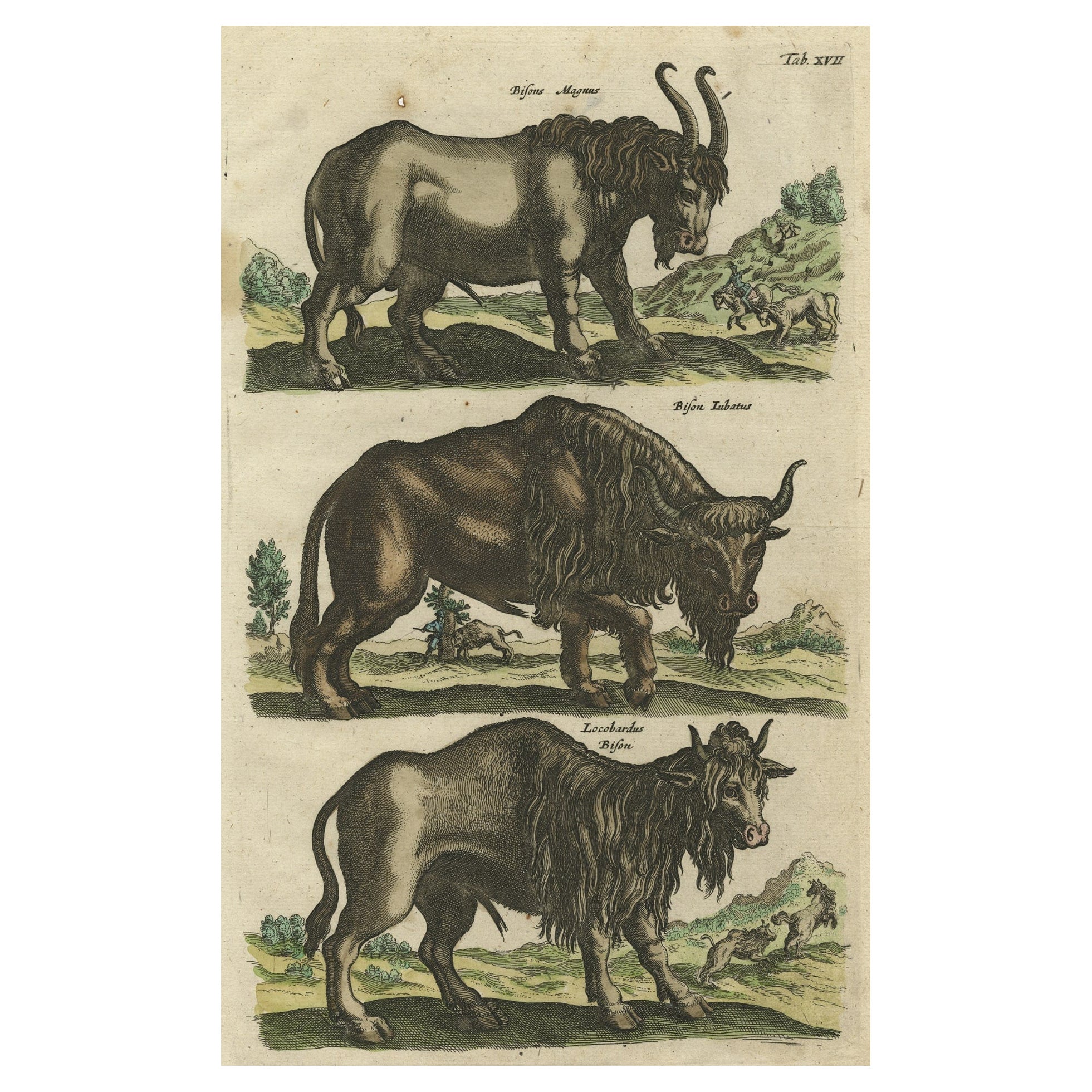 Antique Print of Buffalos, Bisons Magnus, Jubatus and Locobardus, 1657 For Sale