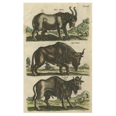 Antique Print of Buffalos, Bisons Magnus, Jubatus and Locobardus, 1657