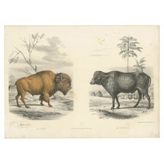 Impression ancienne colorée à la main d'un buffle et d'un bison, vers 1860