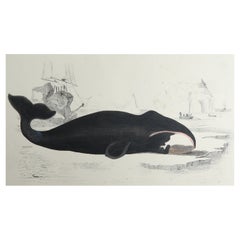 Original Antique Print of a Whale, 1847 'Unframed'