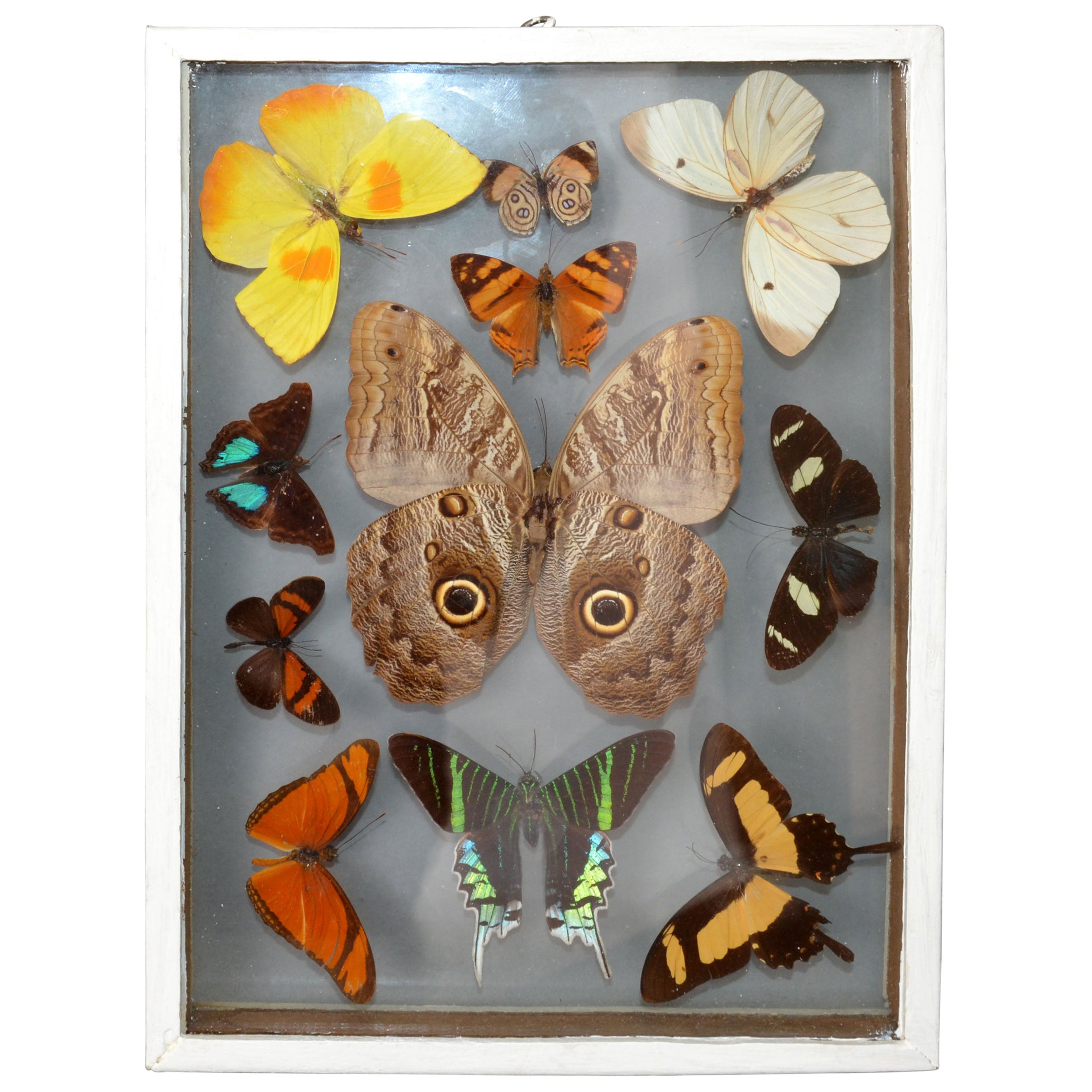 Vintage Glass Box Frame with Butterflies