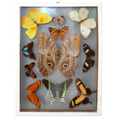 Vintage Glass Box Frame with Butterflies