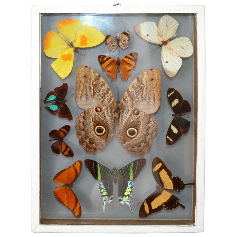 Vintage Glass Box Frame with Butterflies at 1stDibs