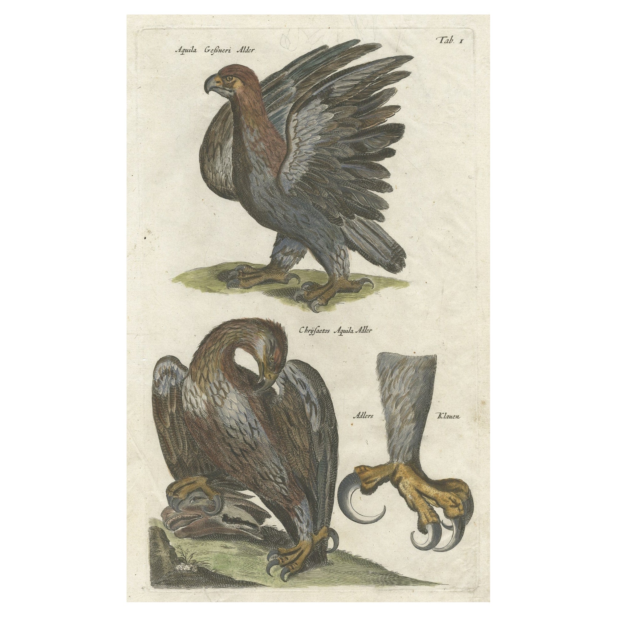 Antique Old Hand-Colored Bird Print of Two Eagles and an Eagle Claw, 1657 For Sale