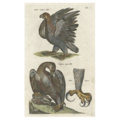 Antique Old Hand-Colored Bird Print of Two Eagles and an Eagle Claw, 1657