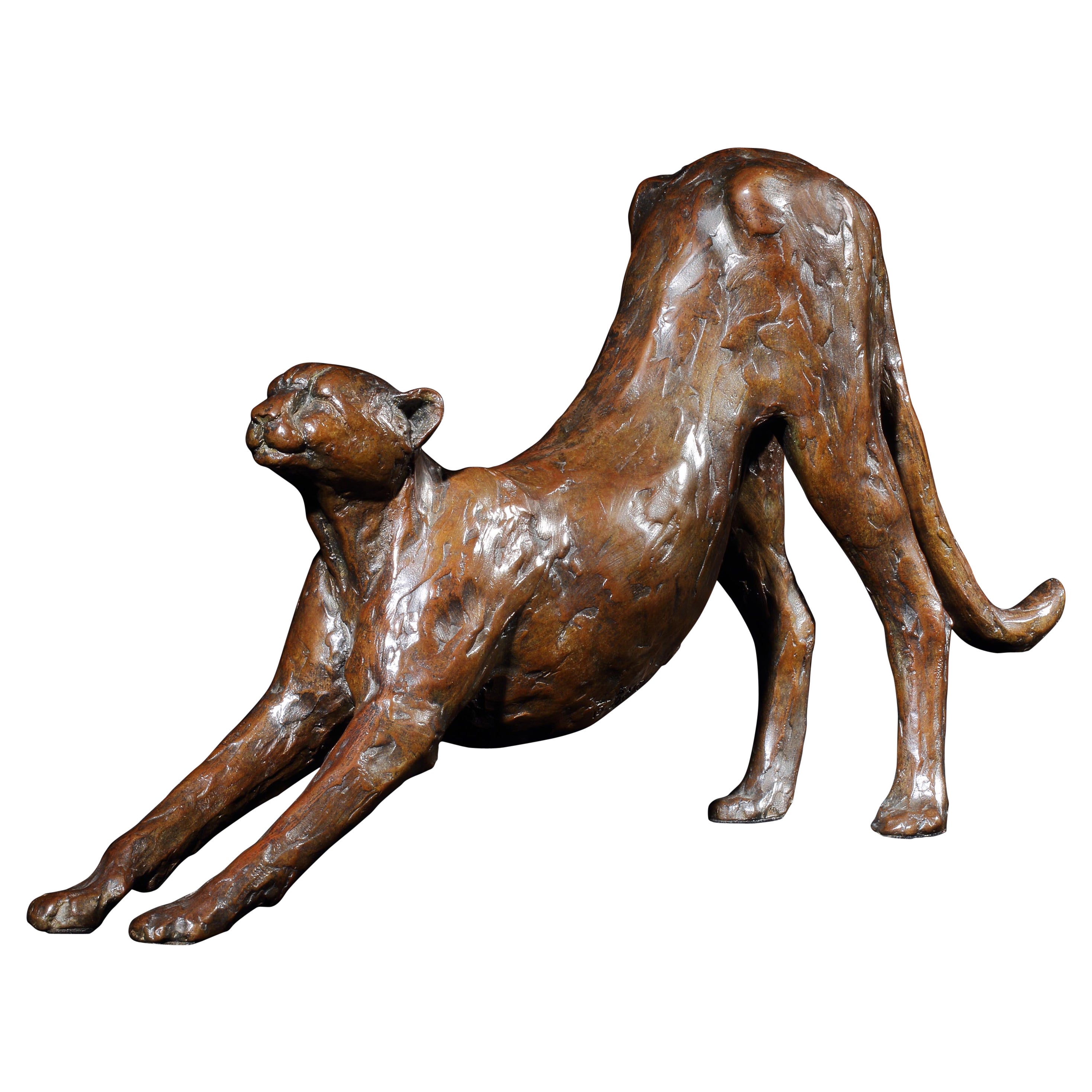 Cheetah Stretching Ingwe FoundryS31 Bronze Sculpture Maquette 3/15 Monogram BMR  For Sale