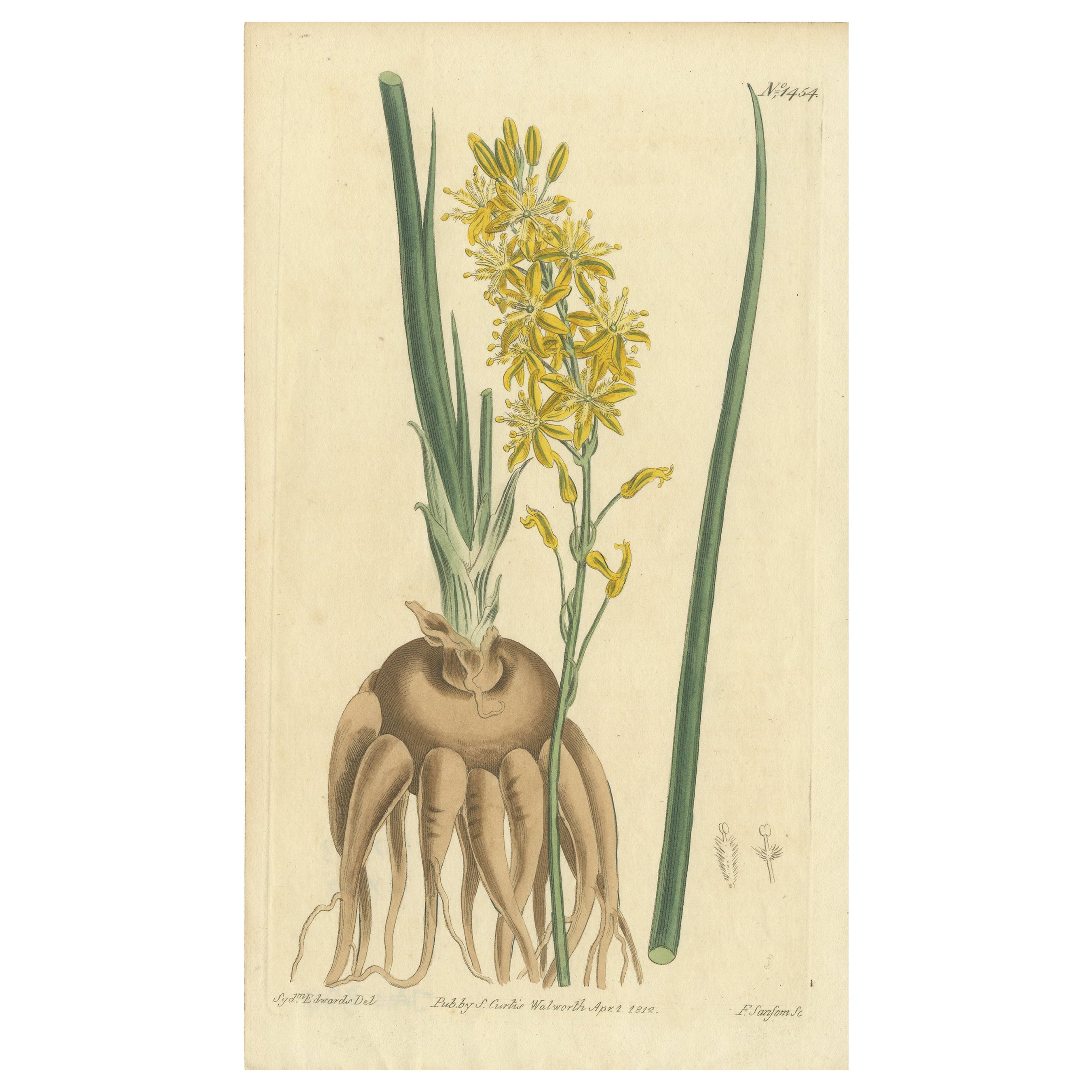 Original Antique Botany Print of Bulbine Cepacea, 'South Africa', 1812 For Sale