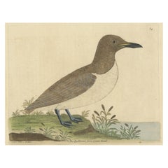 Extremely Rare Hand-Colored Bird Print of a Guillemot Bird from Greenland, c1738