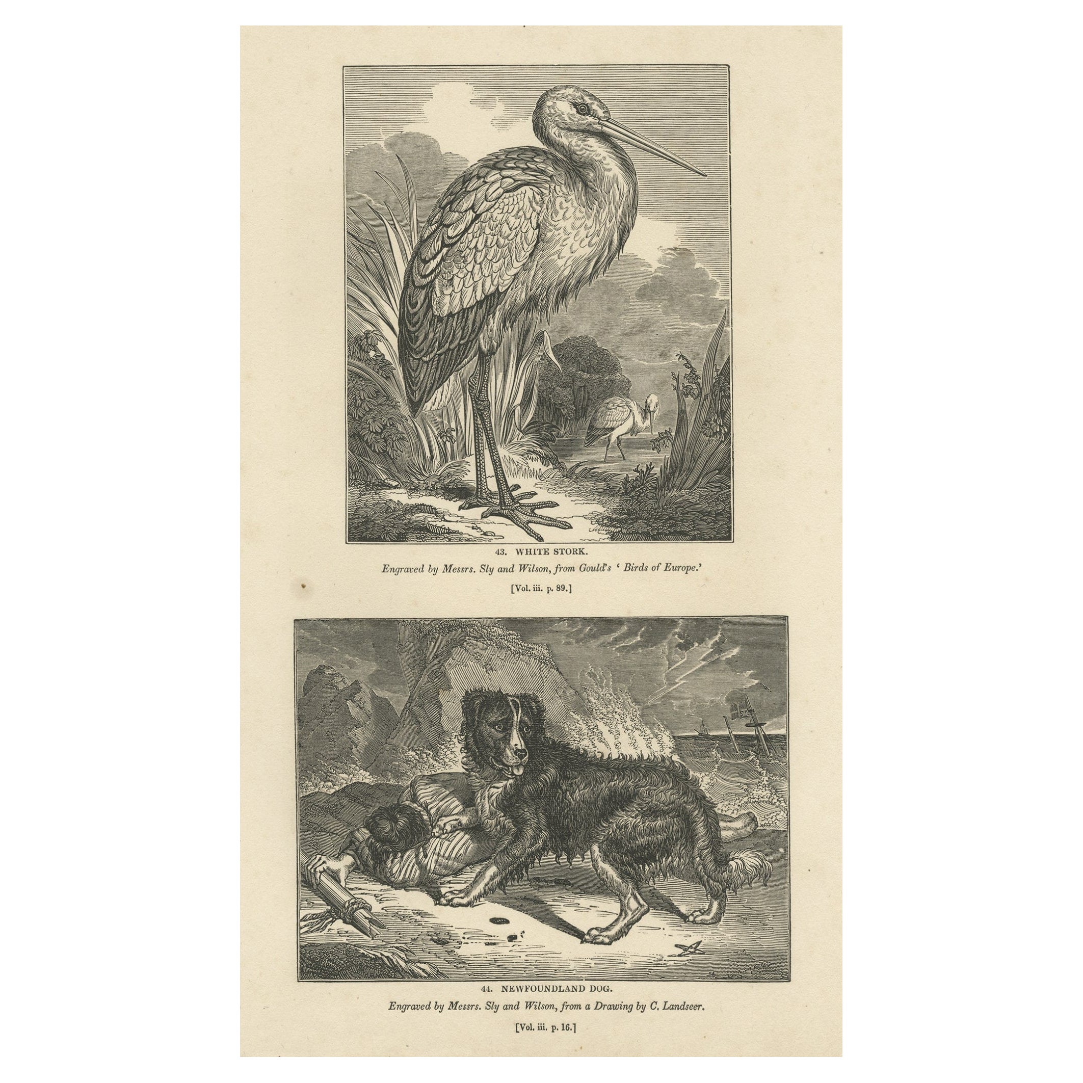 Old Antique Print of a White Stork and Newfoundlander Dog, 1835 For Sale
