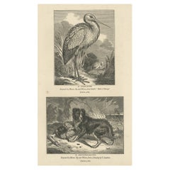 Old Antique Print of a White Stork and Newfoundlander Dog, 1835