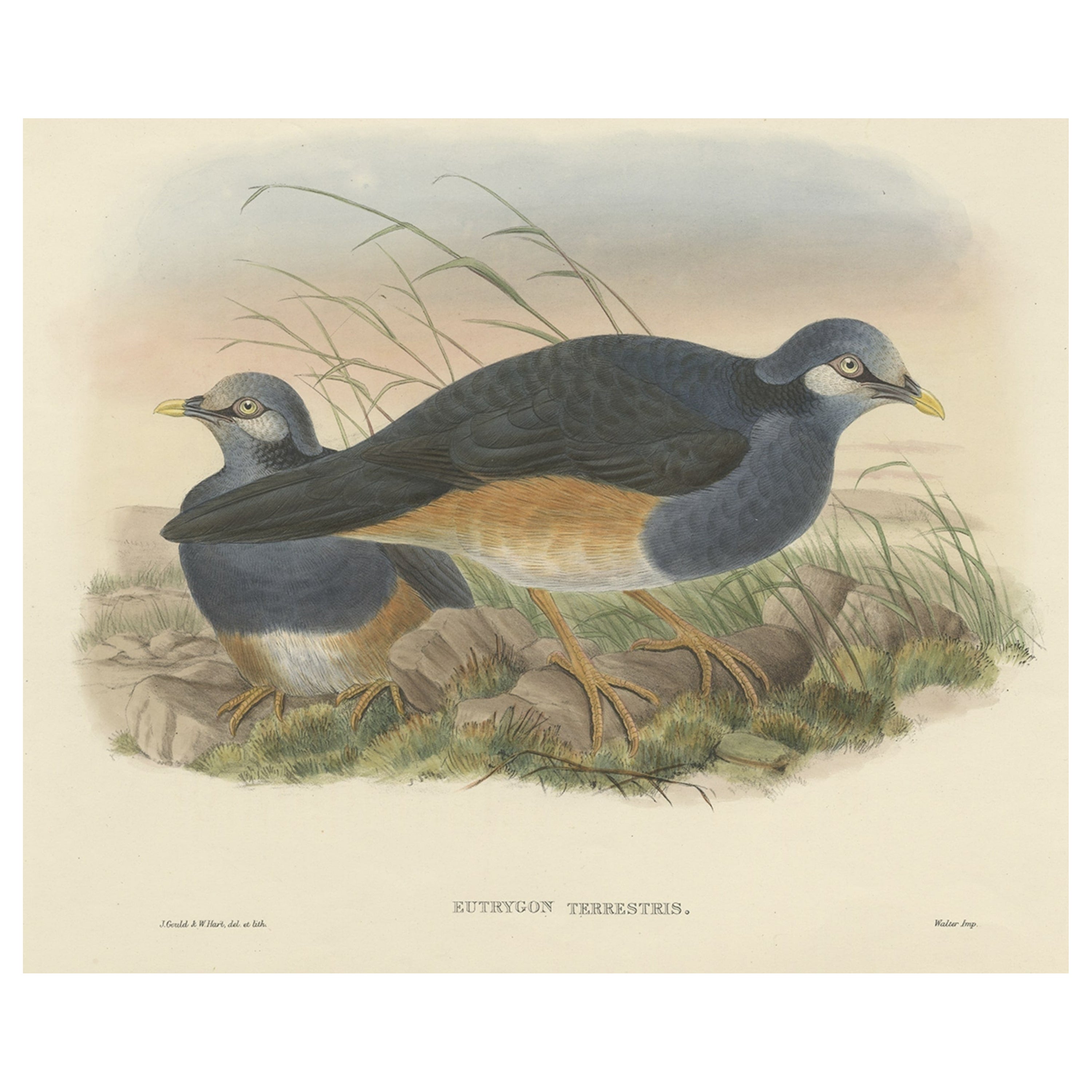 Impression originale et colorée à la main de l'oiseau pa Papouasie-Pigeon, vers 1875