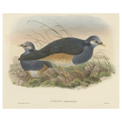 Original Antique Hand-Colored Print of the Papuan Ground-Pigeon Bird, ca.1875