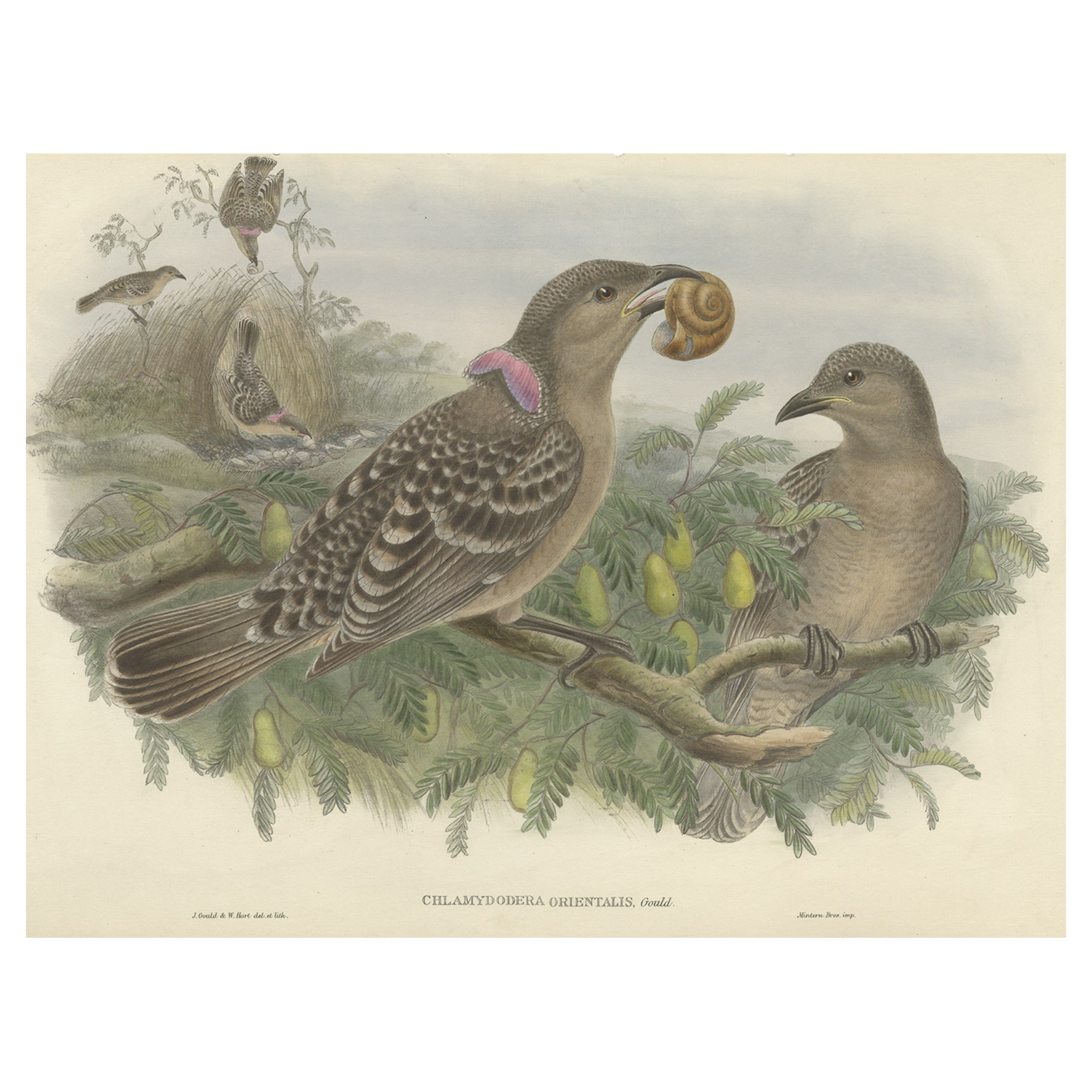 Grabado antiguo original coloreado a mano del pájaro enramador australiano de Queensland, ca.1880