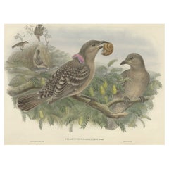 Original Old Hand-Colored Print of the Australian Queensland Bower Bird, ca.1880