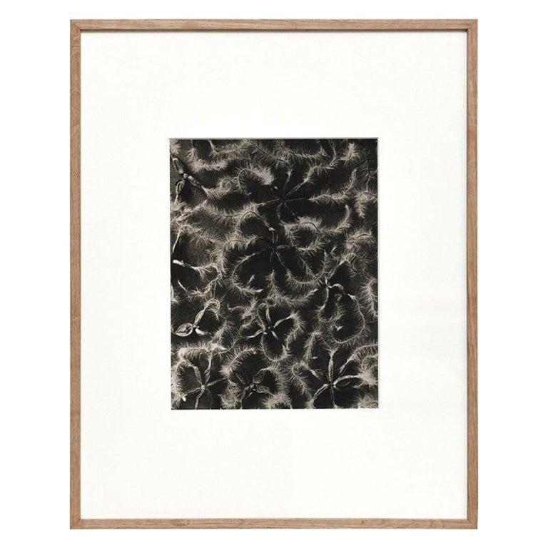 Karl Blossfeldt, photogravure de fleurs noires et blanches, photographie botanique, 1942 en vente