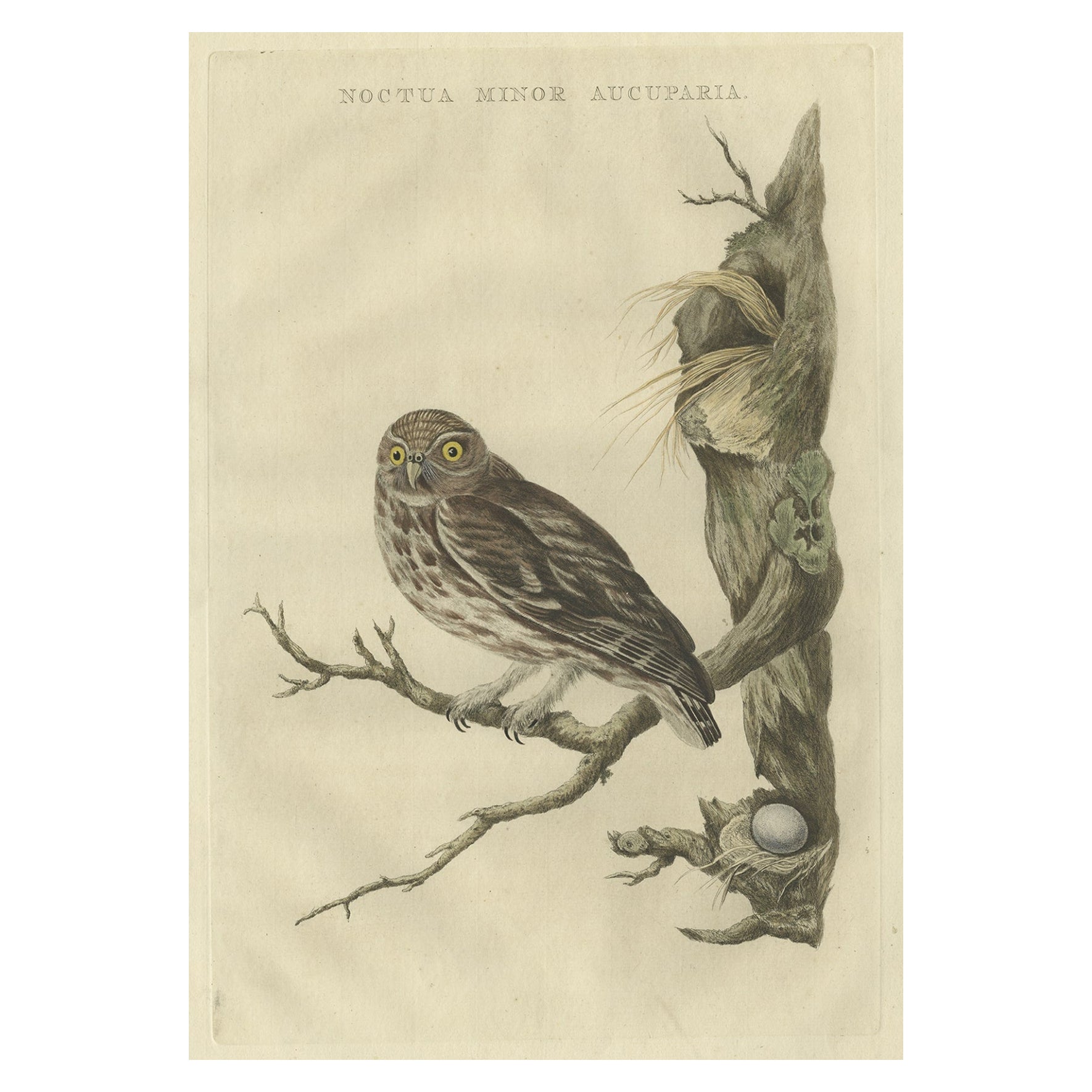 Antique 18th Century Engraving in Old Handcoloring of a Little Owl, 1770