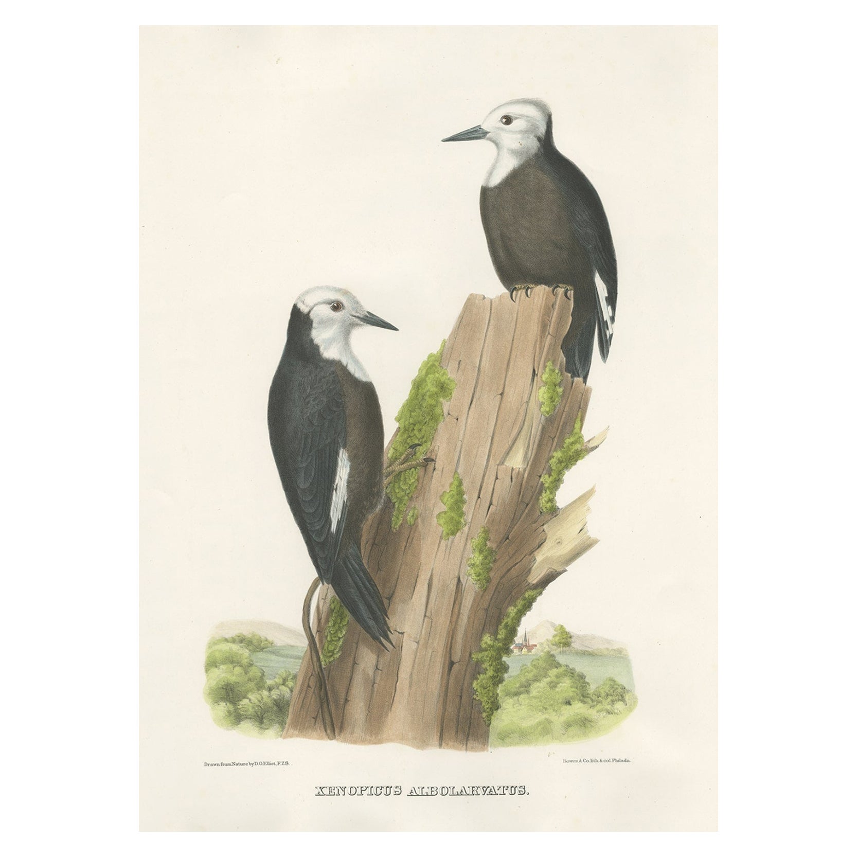 Impression antique colorée à la main d'oiseaux de corbeilles de bois nord-américains à perles blanches, 1869 en vente