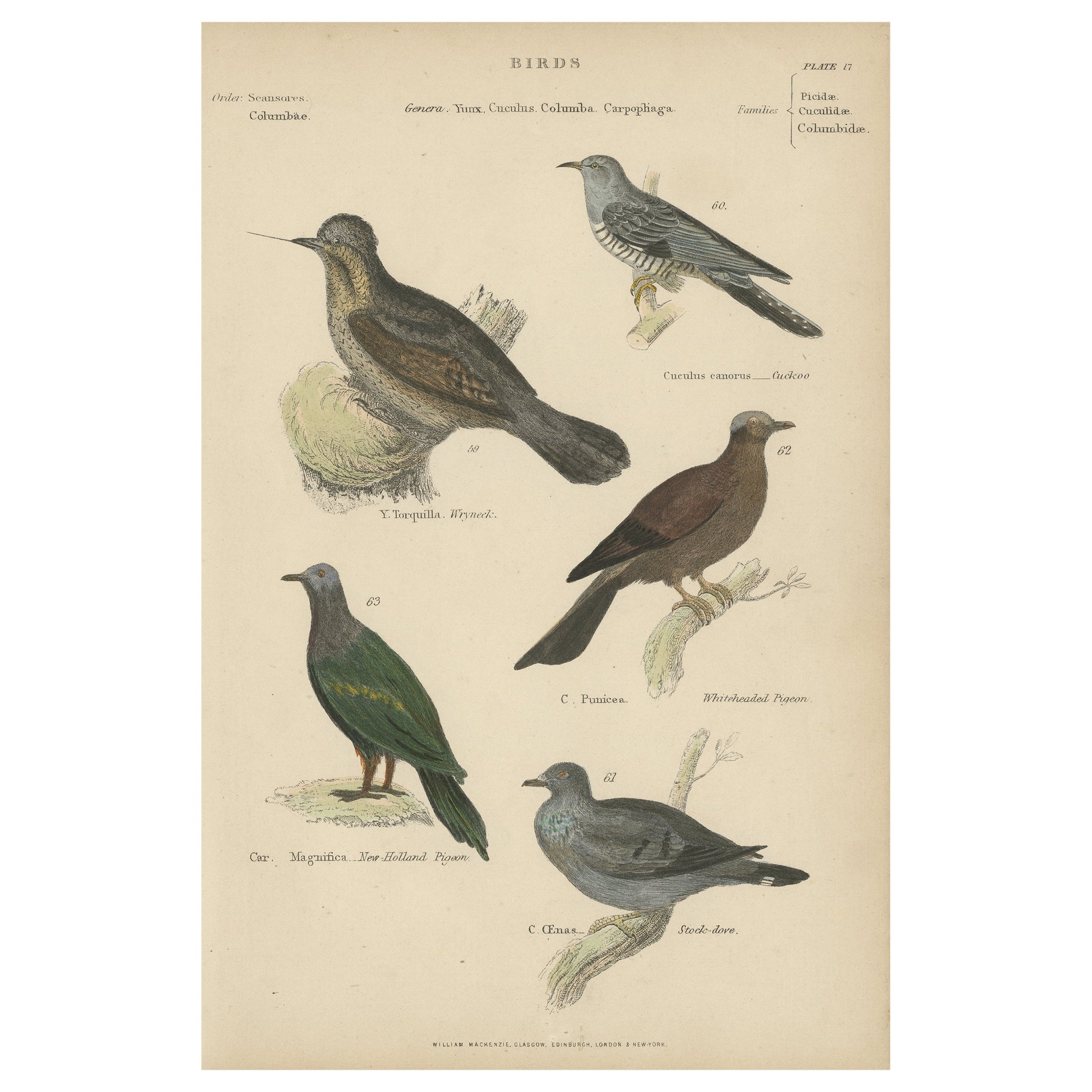 Old Hand-Colored Prints of A Wryneck, Cuckoo, Pigeons and a Stock Dove, ca.1860