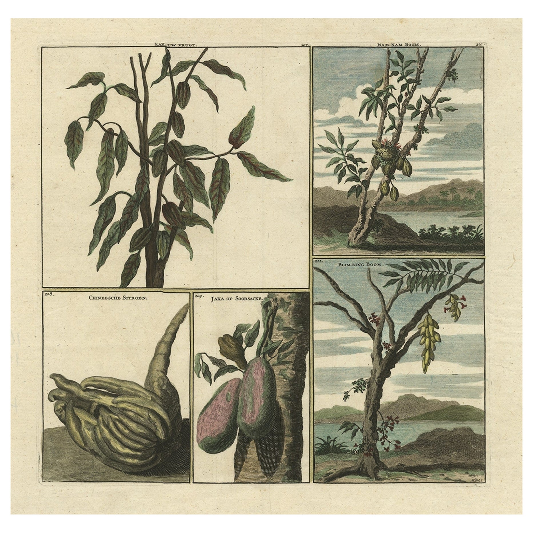 Old Print with Fruits from Asia Cocoa, Soursop Belimbing, Chinese Lemon, 1711 For Sale