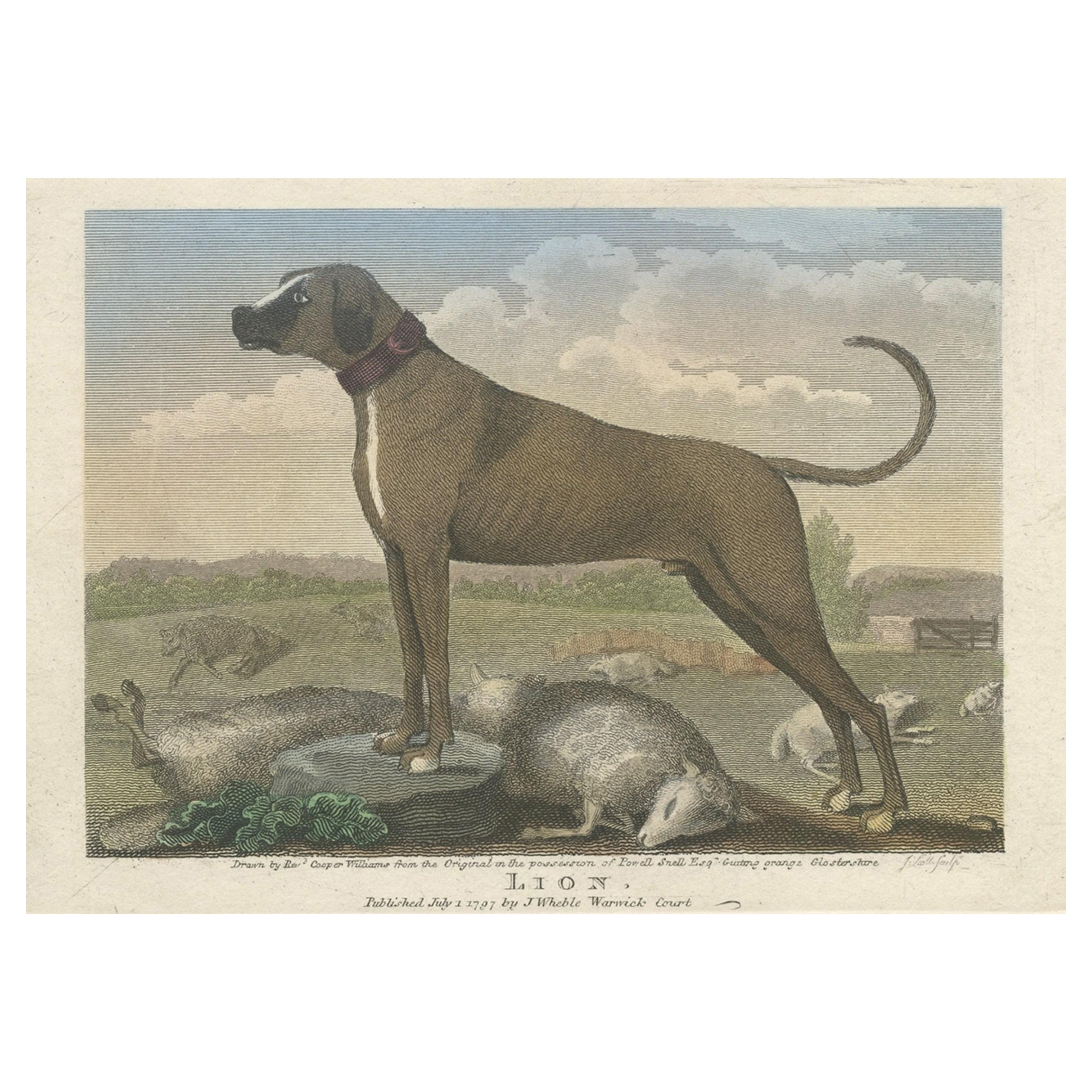 Antique Hand-Colored Print of a Dog Named 'Lion' and Some Dead Sheep, 1797 For Sale
