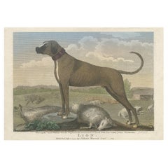 Antique Hand-Colored Print of a Dog Named 'Lion' and Some Dead Sheep, 1797