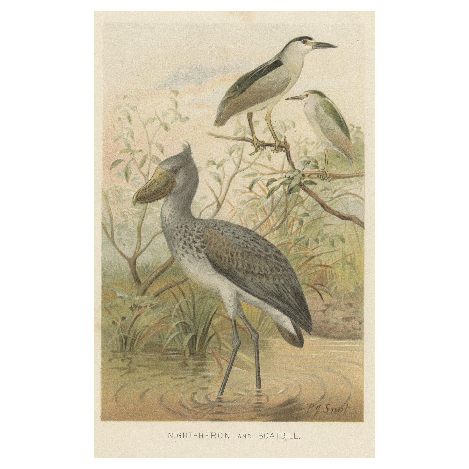 Authentic Chromolithograph Depicting a Night-Heron and Boatbill, 1895 For Sale