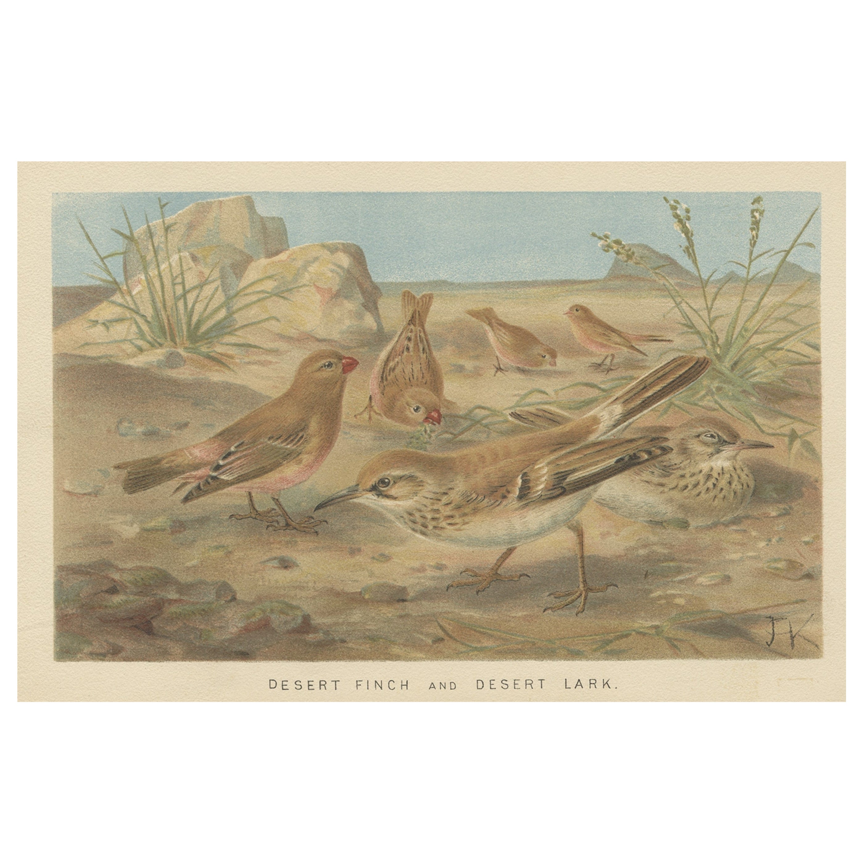 Autentica cromolitografia raffigurante un fringuello del deserto e un'allodola del deserto, 1895 in vendita