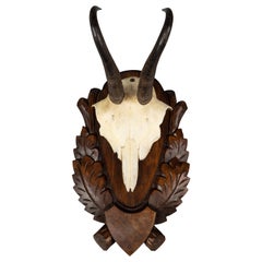 Black Forest Chamois Antlers Hunting Trophy Mount