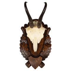 Retro Black Forest Chamois Antlers Hunting Trophy Mount