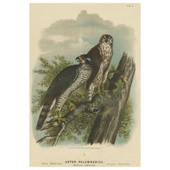 Original Antique Bird Print of a Northern Goshawk Falcon, 1894