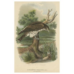 Original Antique Print of the Short Toed-Snake Eagle, 1894
