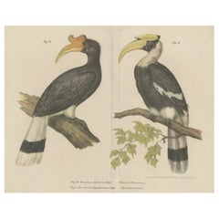 Original Antique Print of the Rhinoceros Hornbill and the Great Hornbill, 1864