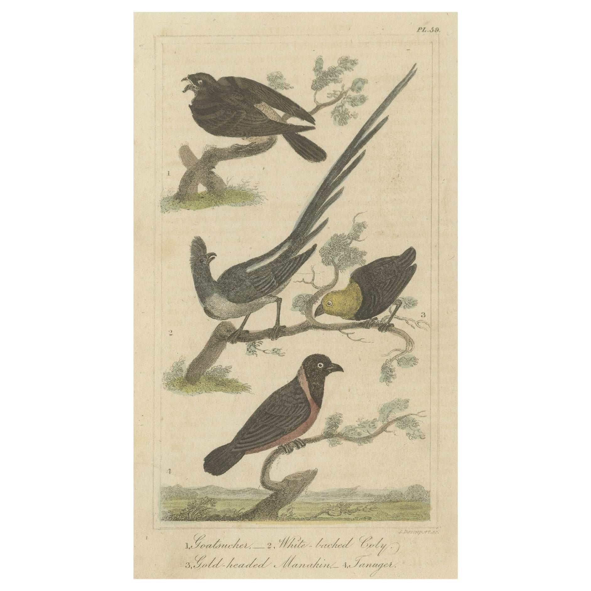 Original Antique Print of a Goatsucker, a Nightjar and Other Birds, 1821